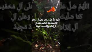 quot HEARTFELT DAROOD SHARIF RECITATION quot  CONNECTING WITH THE PROPHET PBUH [upl. by Ennaul]