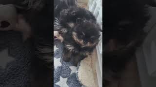 Cutest Pomeranian Puppies just woke up cutenessoverload puppies shortsvideo [upl. by Markson501]