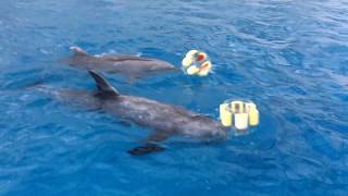 Dolphin Foraging Enrichment at Farglory Ocean Park [upl. by Hamal816]