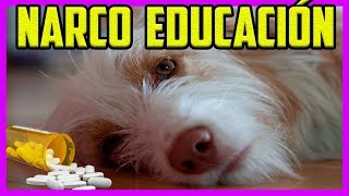 Drogas para perros💊 La nueva moda de la educación canina 👩‍⚕️ [upl. by Yrffej723]