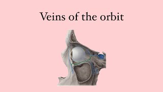 Anatomy of the eye venis of the orbit [upl. by Ennairol]