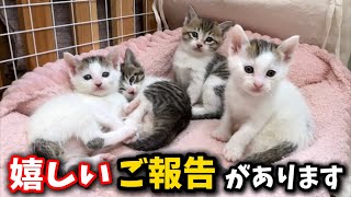 生後1ヵ月の子猫6兄弟について…とても嬉しいご報告があります [upl. by Tonye]