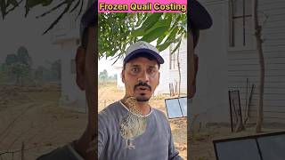 Frozen Quail For Meat Market frozenfood [upl. by Patricia]