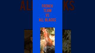 French Rugby Team vs the All BlacksEnd of year tour 2024 [upl. by Flanigan]