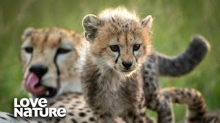 Cheetah Cubs Make First Kill as Mom Hunts Impala  Love Nature [upl. by Cocke154]