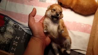 2 weeks old pomeranian puppies [upl. by Jacquetta]