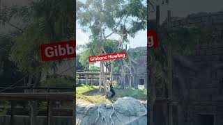 Siamang Gibbons Howling like a DJ short [upl. by Harbour]