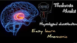 Thalamic nuclei physiological classification easy learn with mnemonic [upl. by Ak]