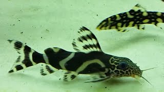 Synodontis ornatipinnis  Short Intro HD 1080p [upl. by Oswin]