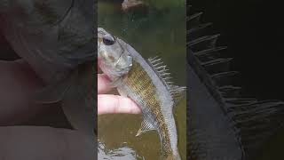 Bartrams Bass Fishing in Paradise shorts bassfishing fishingadventure [upl. by Krahling]