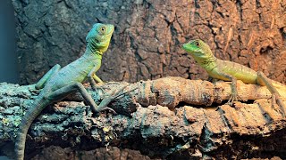 Los nuevos reptiles del canal basilisco verde Basiliscus plumifrons [upl. by Meredi]