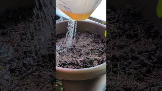 PH too low Dolomite grow gardening chill plants [upl. by Gilpin672]