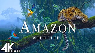 Amazon 4k  The World’s Largest Tropical Rainforest  Jungle Sounds  Scenic Relaxation Film [upl. by Necaj]