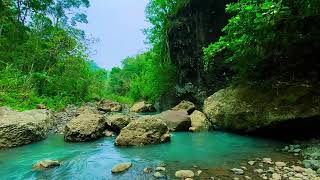 Nature River Sounds for Study Relaxation Sleep Flowing Water  Relaxing Birds amp Water Sounds [upl. by Elehcar]