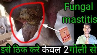 fungal mastitis in animal symptoms and treatment  mastitis in cow buffalo पशु के थनैला रोग का इलाज [upl. by Anisor884]