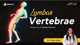 Lumbar Vertebrae L1L5 Spine Bone Anatomy  Facet Joints  Columna Vertebralis [upl. by Hcardahs]