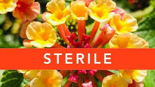 STERILE Lantana What is it Should you buy it [upl. by Airres]