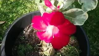 Desert Rose  Adenium Obesum with Gorgeous Flowers [upl. by Leverett]