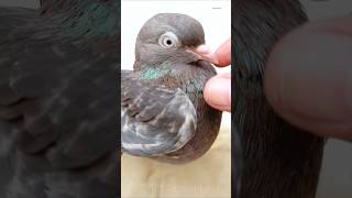 Pigeon treatment 💊🕊️pets pigeonduivenkabotar pigeonforgepigeonfancierinstagrampalomasکبوتر [upl. by Melar]