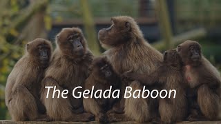 The Gelada Monkey aka quotThe Gelada Baboonquot A short documentary [upl. by Ruggiero195]