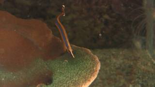 Bluestripe Pipefish Doryrhamphus excisus  Indische BlaustreifenSeenadel [upl. by Gensler211]