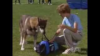 The Littlest Hobo Season 1 Episode 20 Escape [upl. by Llenyr188]