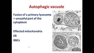 4 lysosomes [upl. by Weitzman793]