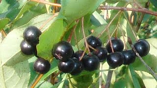 Food Forest Plants  Aronia Berry Aronia Melanocarpa Viking [upl. by Rednael]