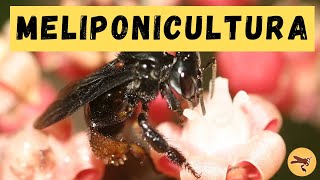 Meliponicultura o que é e como funciona [upl. by Warram]