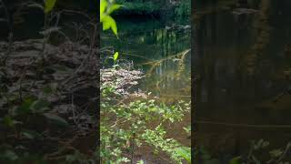 Something Happened 😱 “Must Be Watched Before It’s Get Taken Down“ nature new michigan vlog [upl. by Trabue]