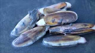 Razor Clam Digging Seabrook WA  Lifestyle [upl. by Goldarina]