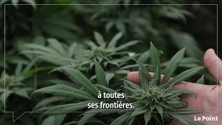 CBD  une hypocrisie française [upl. by Ailices]