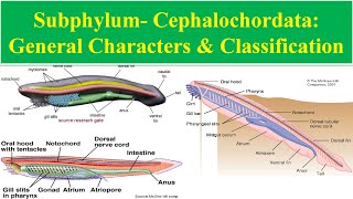 Cephalochordata  General Characters of cephalochordata  Classification of Cephalochordata [upl. by Cressida]