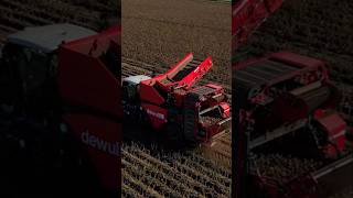 Potato Harvest Dewulf RA3060 harvest potato agriculture shorts farming subscribe drone dji [upl. by Kynthia]