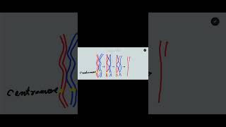 Crossing over in meiosis one Synapsis bivalent tetrad and chiasmata formation [upl. by Genevra]