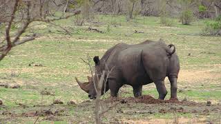 Rhino pooping marking their territory on dung middens in Kruger National Park [upl. by Norraf96]