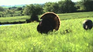 Nate shoots a turkey off the decoys back [upl. by Gipps114]