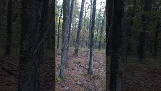 November morning in Oklahomas Kiamichi Mountains [upl. by Cran]