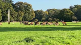 Edelherten en hindes in het New Forest National Park in Engeland [upl. by Aneles170]