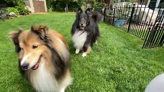 Sheltie boys playing [upl. by Thibault]