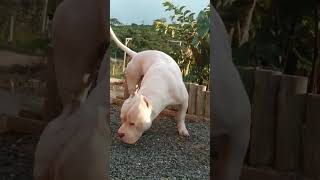 Aí gosta de calando pitbull americanbully [upl. by Tterab]