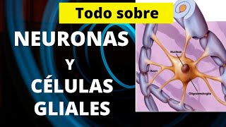 TODO SOBRE NEURONAS Y CÉLULAS GLIALES [upl. by Sidoney95]