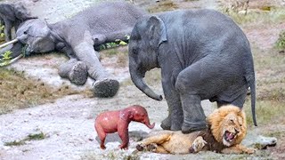 15 Most Protected Babies in the Animal World [upl. by Atirahc272]