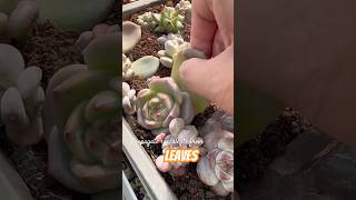 Succulent LEAF Propagation CHALLENGE Can You Grow 5 Plants in 5 Weeks [upl. by Anohr908]