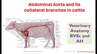 abdominal aorta and collateral branches in cattleBVSc veterinary Antomypooshmati [upl. by Applegate552]