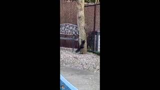 Spot on 🐿️ I have visitors😎 subscribe youtube comedy squirrels eichh nature nuts viral [upl. by Moht101]