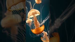 Dancing with Jellyfish A Divers Tale [upl. by Assiar]