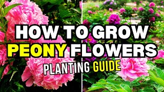 Master the Art of Growing and Caring for Peonies  Peony Info and Care [upl. by Khanna]