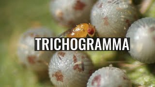 Trichogramma [upl. by Bevis]