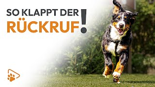 Rückruftraining für den Hund So klappt der Abruf zuverlässig  wedog [upl. by Afital143]